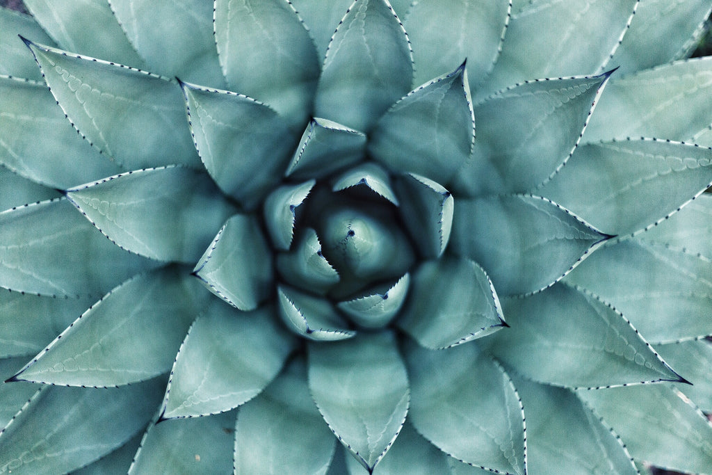 Aloe vera cactus